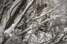 выкса.рф, Редкий случай зимовки зимородков зафиксировали в Выксе